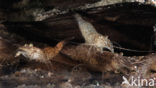 Common shrimp (Crangon crangon)