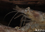 Common shrimp (Crangon crangon)