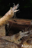 Common shrimp (Crangon crangon)