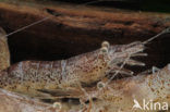 Common shrimp (Crangon crangon)