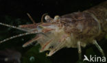 Common shrimp (Crangon crangon)