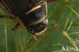 Great Diving Beetle (Dytiscus marginalis)