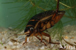 Great Diving Beetle (Dytiscus marginalis)