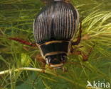 Great Diving Beetle (Dytiscus marginalis)