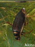 Great Diving Beetle (Dytiscus marginalis)