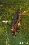 Great Diving Beetle (Dytiscus marginalis)