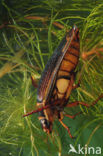 Great Diving Beetle (Dytiscus marginalis)