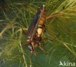 Great Diving Beetle (Dytiscus marginalis)