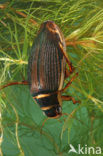 Great Diving Beetle (Dytiscus marginalis)