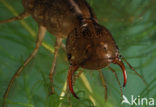 Great Diving Beetle (Dytiscus marginalis)