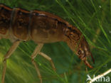 Great Diving Beetle (Dytiscus marginalis)