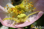 Flower Queen (Misumena vatia)