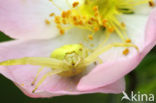 Flower Queen (Misumena vatia)