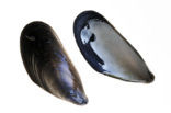 Gewone Mossel (Mytilus edulis)