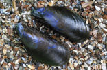 Gewone Mossel (Mytilus edulis)