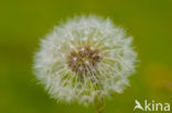 Common Dandelion (Taraxacum officinale)