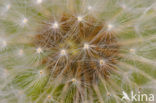 Common Dandelion (Taraxacum officinale)