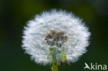 Common Dandelion (Taraxacum officinale)