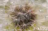 Common Dandelion (Taraxacum officinale)