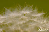 Common Dandelion (Taraxacum officinale)