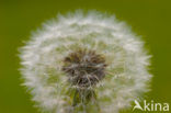 Gewone paardenbloem (Taraxacum officinale)