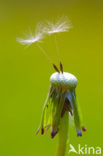 Common Dandelion (Taraxacum officinale)