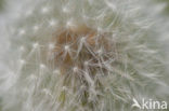 Common Dandelion (Taraxacum officinale)