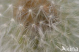 Common Dandelion (Taraxacum officinale)