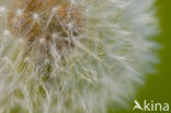 Common Dandelion (Taraxacum officinale)