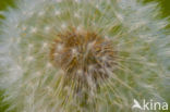 Common Dandelion (Taraxacum officinale)