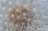 Common Dandelion (Taraxacum officinale)