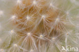 Common Dandelion (Taraxacum officinale)