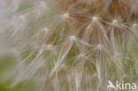 Common Dandelion (Taraxacum officinale)