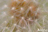 Common Dandelion (Taraxacum officinale)