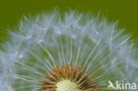 Common Dandelion (Taraxacum officinale)