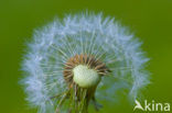 Gewone paardenbloem (Taraxacum officinale)