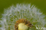 Common Dandelion (Taraxacum officinale)