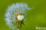 Gewone paardenbloem (Taraxacum officinale)