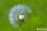 Common Dandelion (Taraxacum officinale)