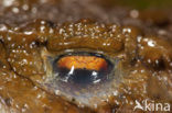 Gewone pad (Bufo bufo)