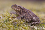 Common Toad (Bufo bufo)