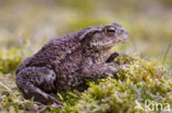 Gewone pad (Bufo bufo)