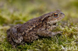 Common Toad (Bufo bufo)