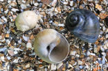 Necklace shell (Polinices catenus)