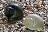 Necklace shell (Polinices catenus)