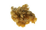 Common Whelk (Buccinum undatum)