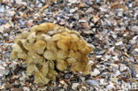 Common Whelk (Buccinum undatum)