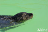 Gewone zeehond (Phoca vitulina) 