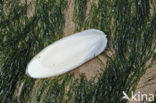 Gewone Zeekat (Sepia officinalis)