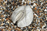 Common heart urchin (Echinocardium cordatum)
